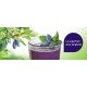 Camerises Fraiche panier 1 litre